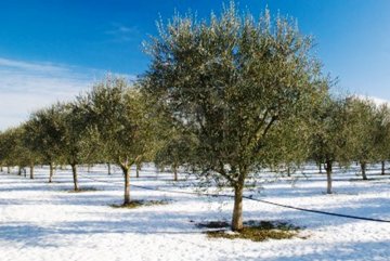 Auch das ist möglich:Schnee im Januar im Olivenhain